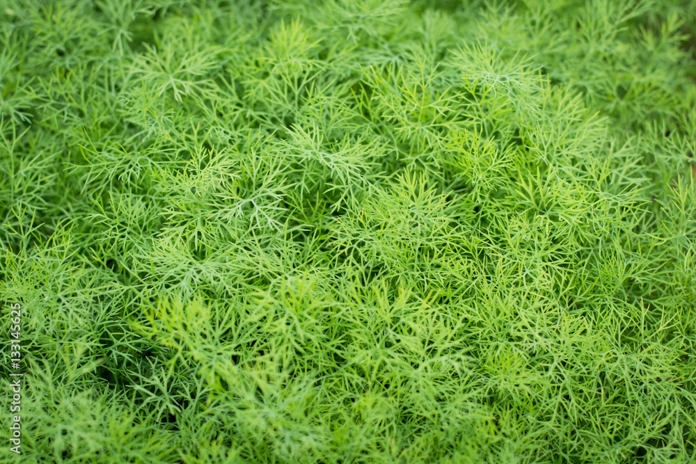 bunch of dill for background use bunch of dill for background use