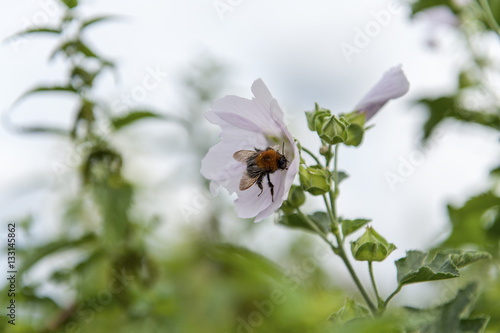 Bumblebee collects nectar from a flower