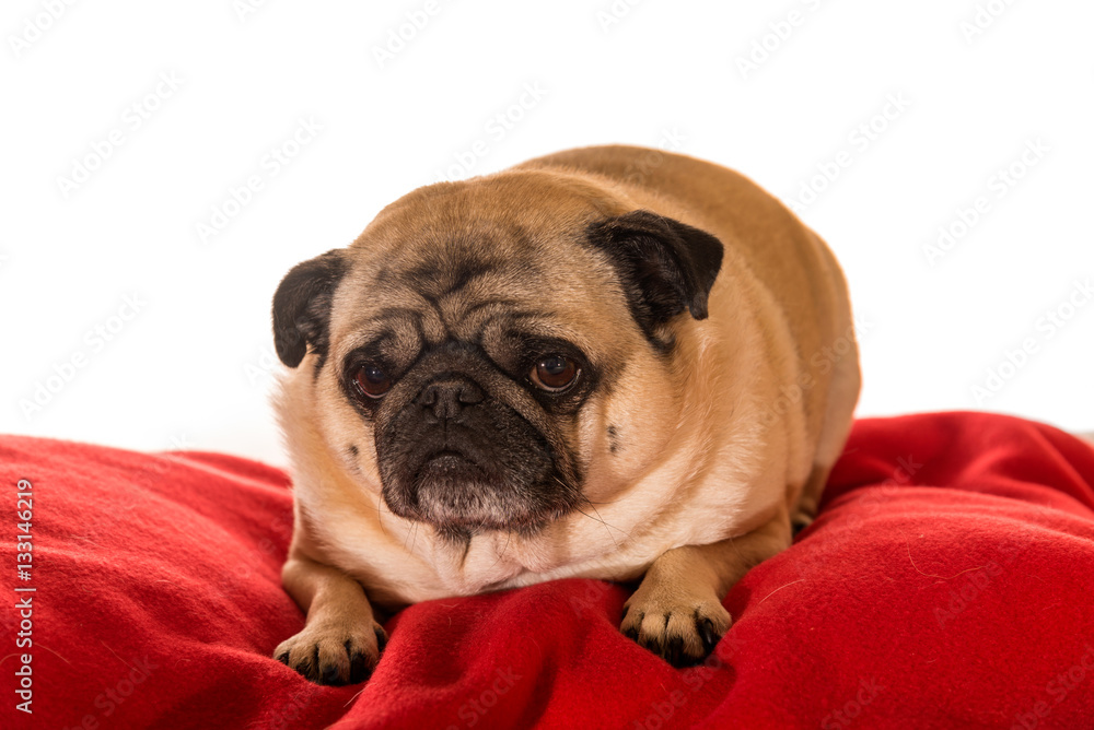 Pug dog sitting on red pillow isolated in front of white background