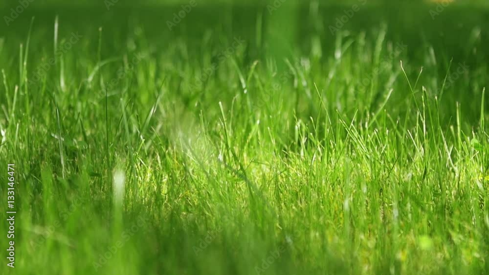 SLOW MOTION: green grass lawn in a sunny summer afternoon SLOW MOTION: green grass lawn in a sunny summer afternoon