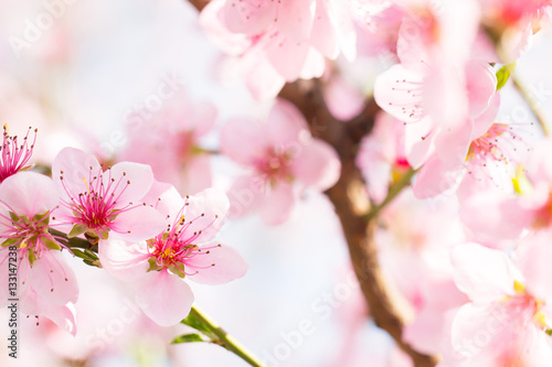 Soft sunlight in beautiful pink flower blossom bud background