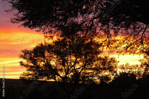 Silhouette of tree in the bushveld of South Africa