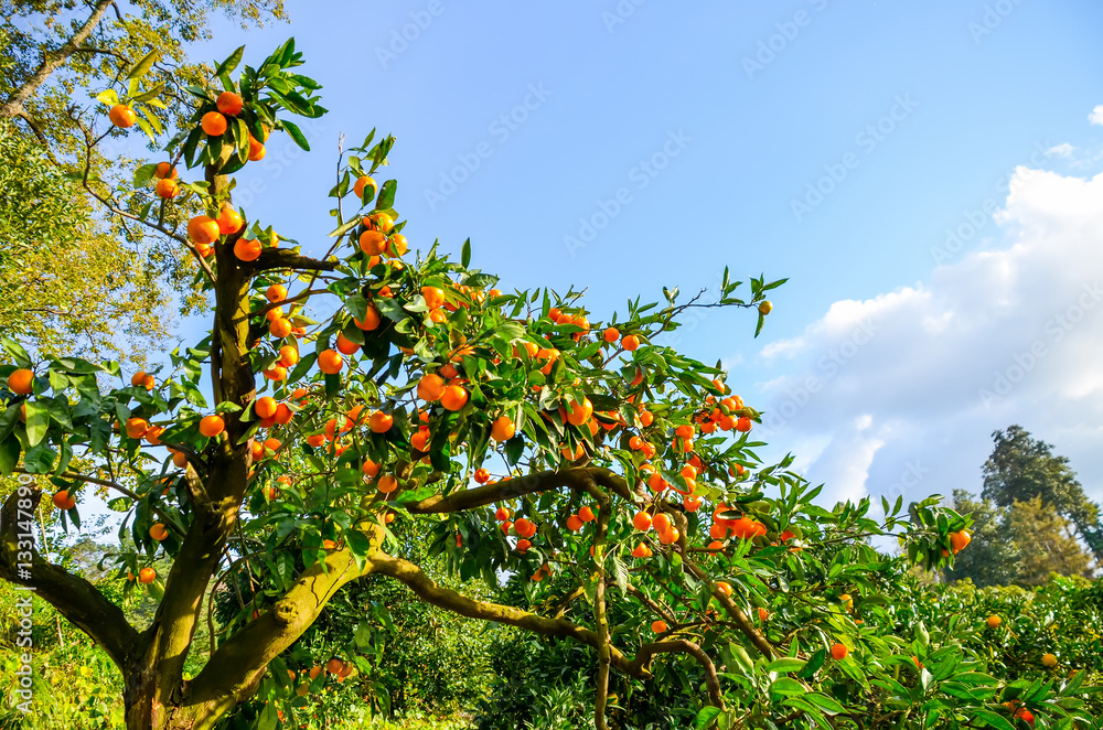 Tangerine tree in a botanical garden. Batumi, Georgia. Tangerine tree in a botanical garden. Batumi, Georgia.