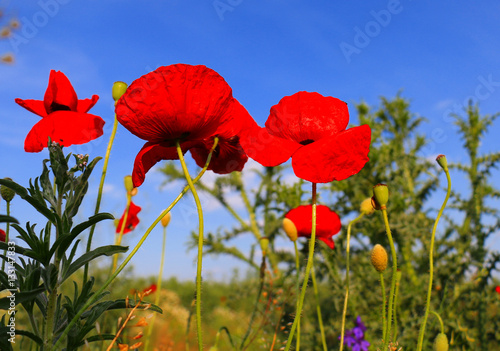 red poppy