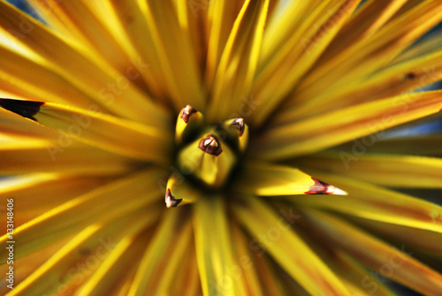 Sunbusrt Flower photo