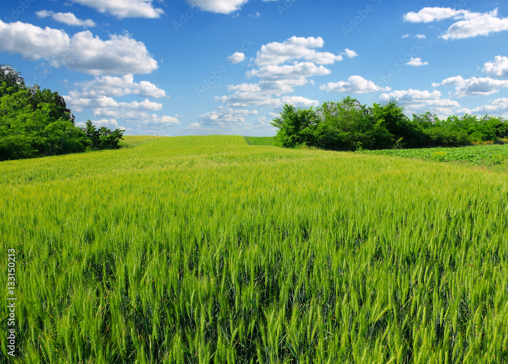 green wheat field green wheat field