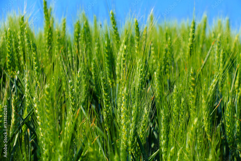 green wheat field green wheat field