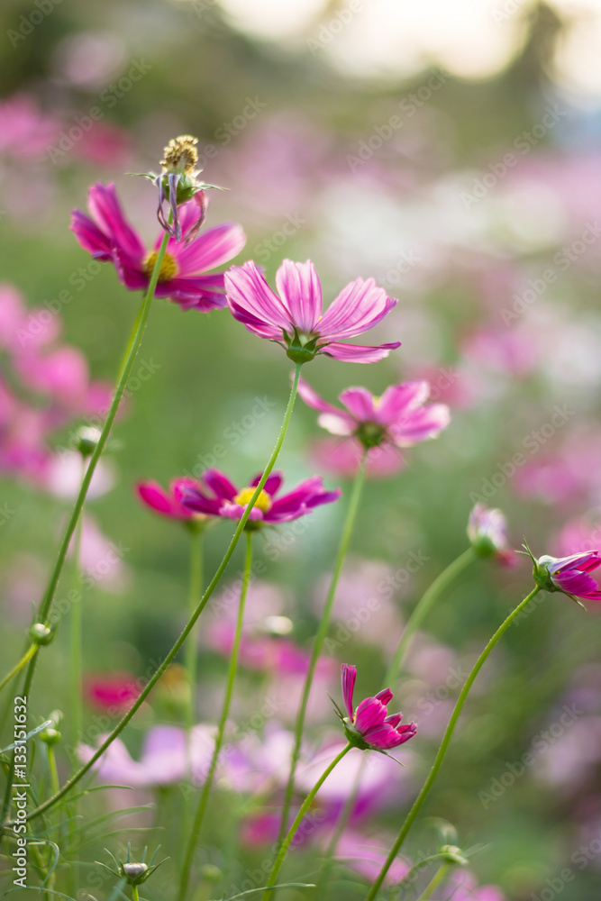 Pink, white, purple and red cosmos flowers in the garden, soft f