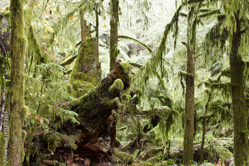 MacMillan Provincial Park Cathedral Grove Vancouver Island