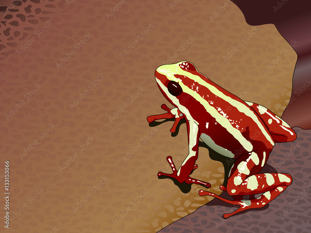 Obraz premium Red frog Epipedobates anthonyi (Dendrobatidae) - Vector image