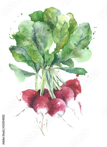 Radishes vegetables watercolor painting illustration isolated on white background © Yulia