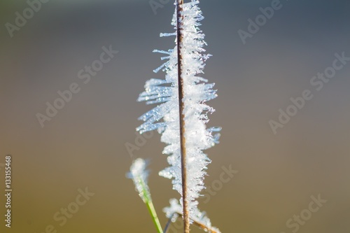 Close up of rime on plants.