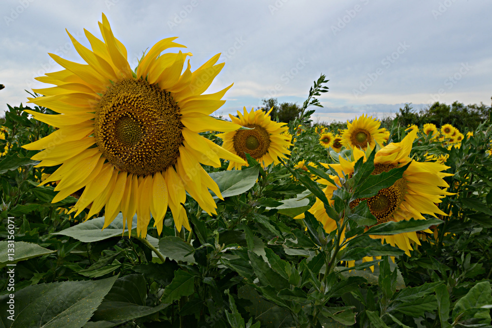 Obraz premium Sunflower Field in Provence