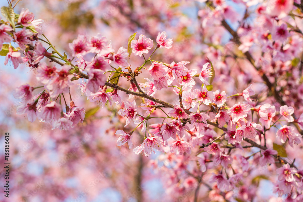 Fototapeta premium Close Up -Wild Himalayan Cherry - Prunus Cerasoides - Flowers blossom queen tiger ready to welcome you in this beautiful winter without losing a drop of Japanese cherry blossoms, certainly Thailand 