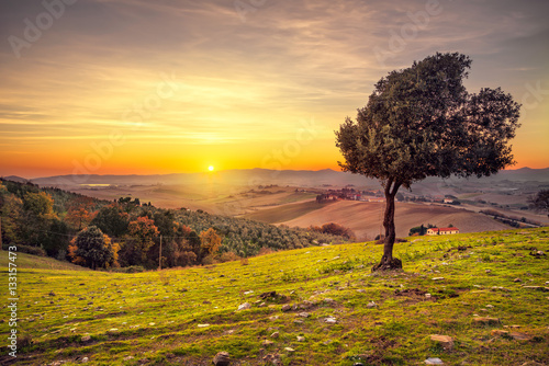 Tuscany panorama and windy olive tree on sunset. Italy