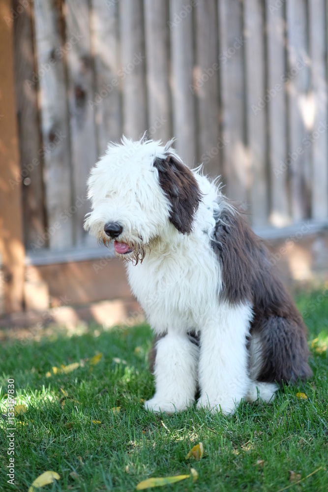 Old English Sheepdog puppy Old English Sheepdog puppy