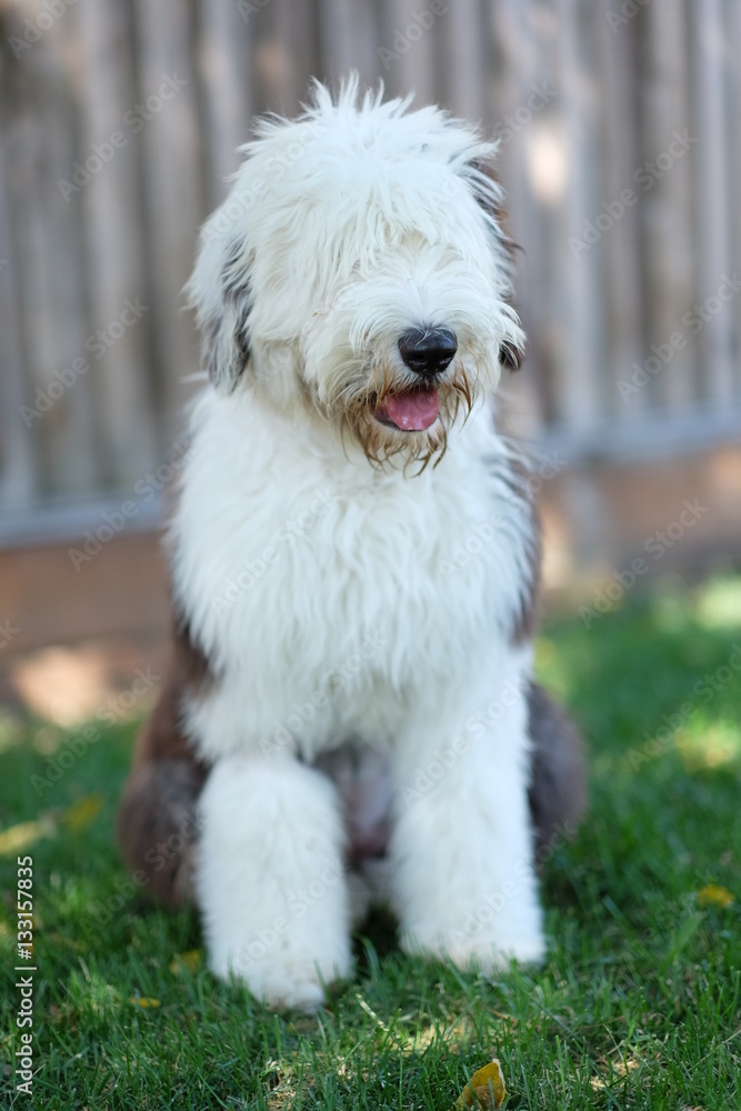 Old English Sheepdog puppy Old English Sheepdog puppy