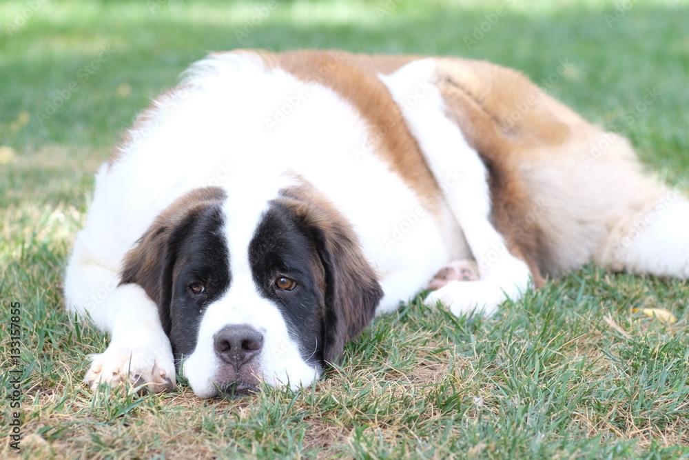 Saint Bernard Puppy