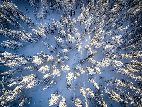 Snowy Tree Tops from Above | Crater Lake National Park, Oregon