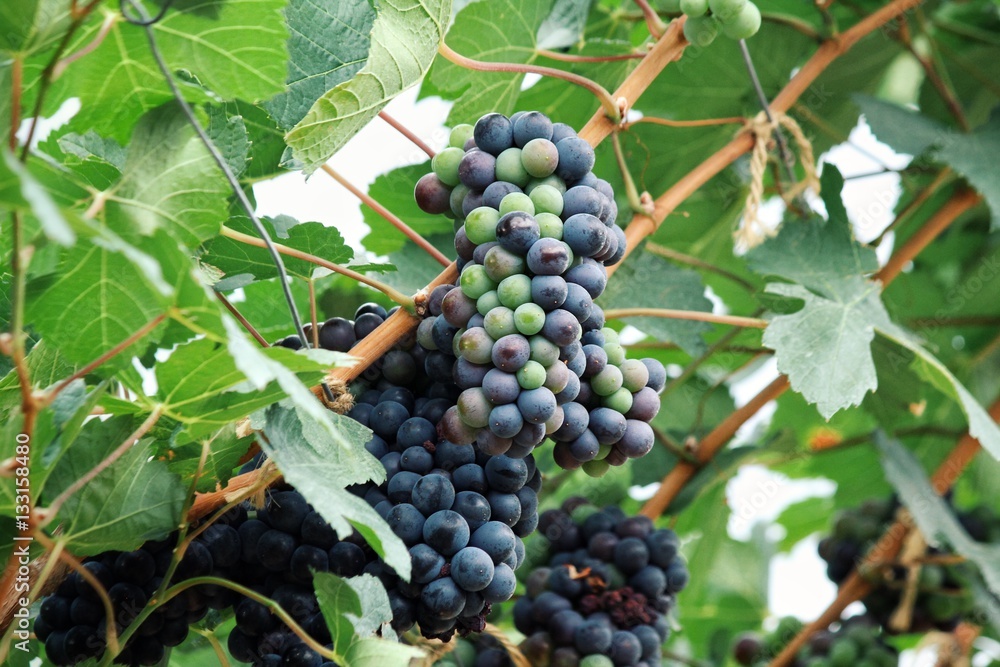 Grapes in vineyard