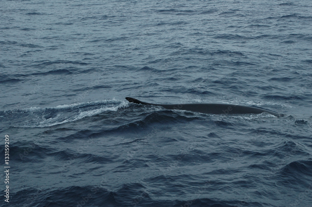 Naklejka premium Baleias