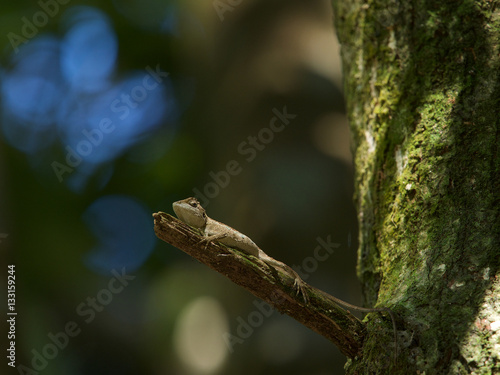 Small lizard on tree,Taiwan.