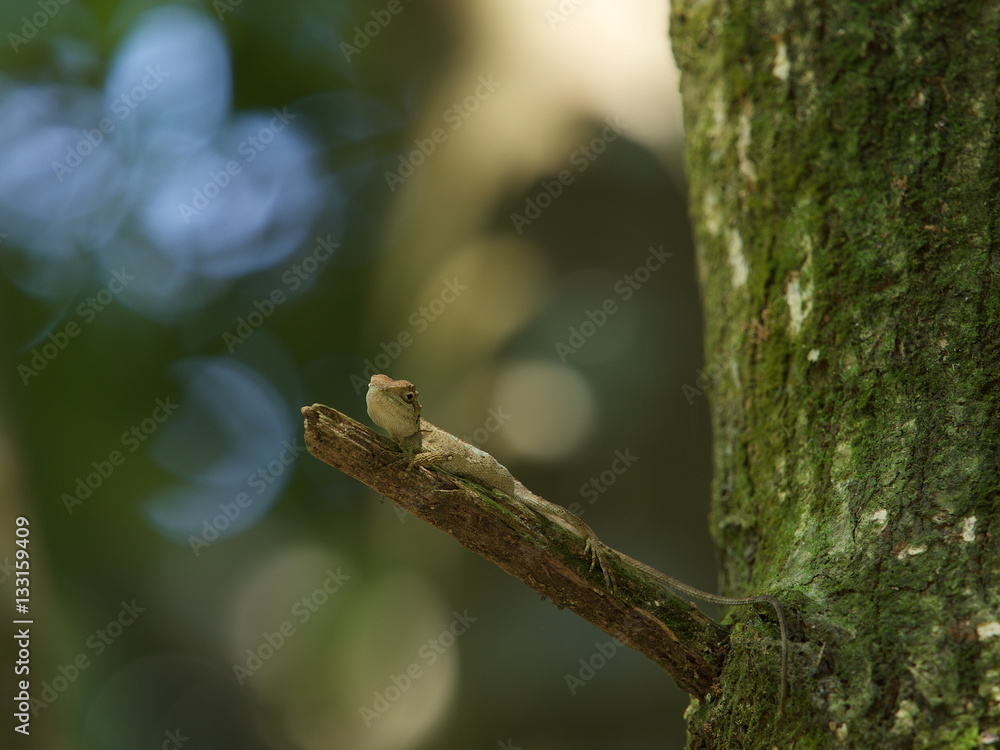 Small lizard on tree,Taiwan.