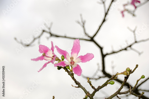 Pink flowers in springtime
