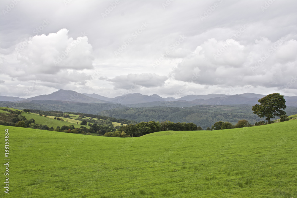 Panoramic view of Snowdonia mountain range Wales, UK, with green meadow and tree in foreground Panoramic view of Snowdonia mountain range Wales, UK, with green meadow and tree in foreground