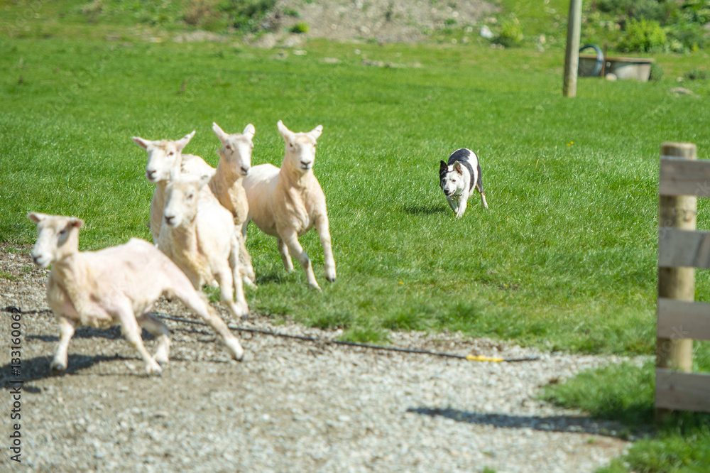 sheepdog working sheepdog working