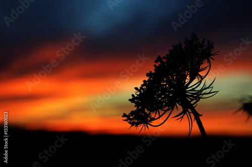 Queen Anne's Lace in a Blazing Sunset