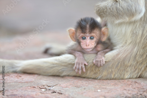 Canvas Print baby monkey with mother
