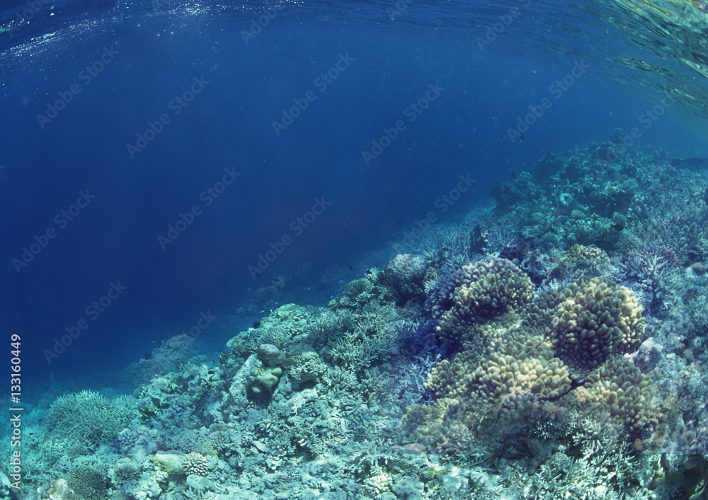 Scene of coral reef under the sea.
