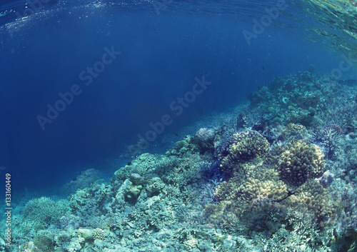 Scene of coral reef under the sea. 