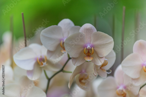 Fototapeta Naklejka Na Ścianę i Meble -  Pink orchid flowers