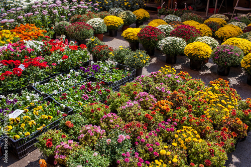 Colorful Flowers In Market