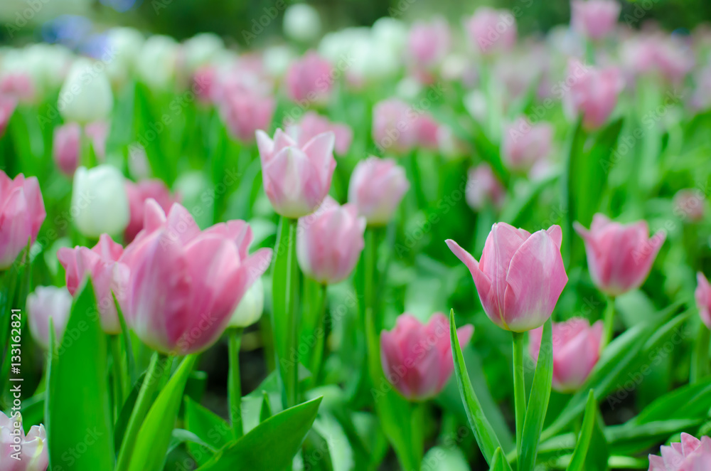 Beautiful flower background. Amazing view of bright pink tulips blooming in the garden. Can use for Background, Texture or Wallpaper Beautiful flower background. Amazing view of bright pink tulips blooming in the garden. Can use for Background, Texture or Wallpaper