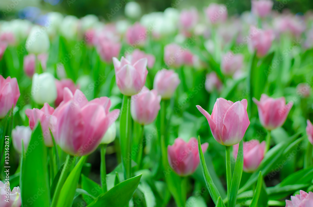 Beautiful flower background. Amazing view of bright pink tulips blooming in the garden. Can use for Background, Texture or Wallpaper