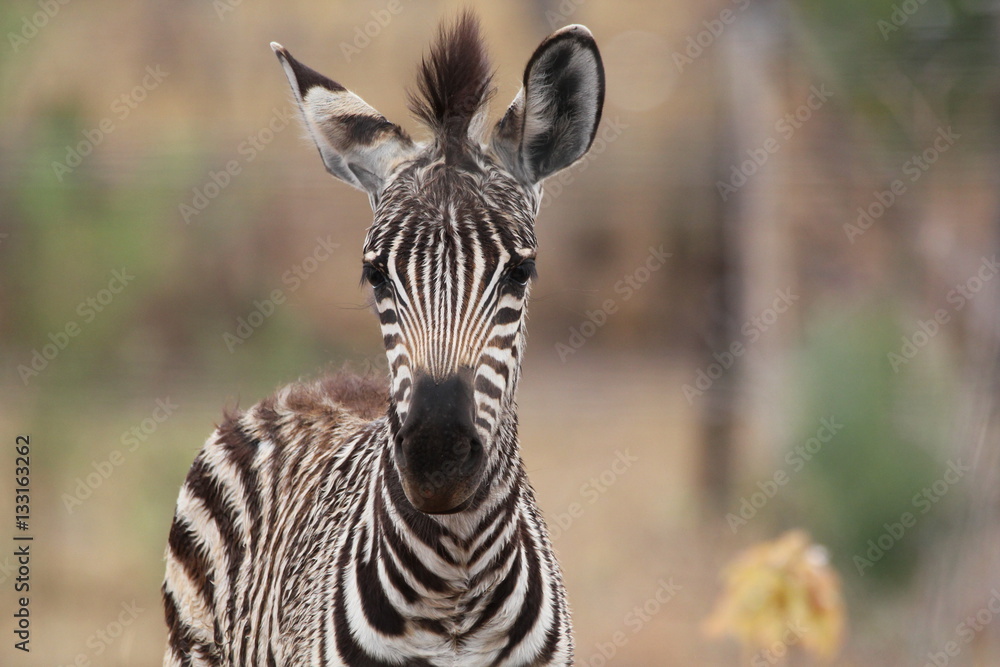 Baby Zebra Stock Photo Adobe Stock
