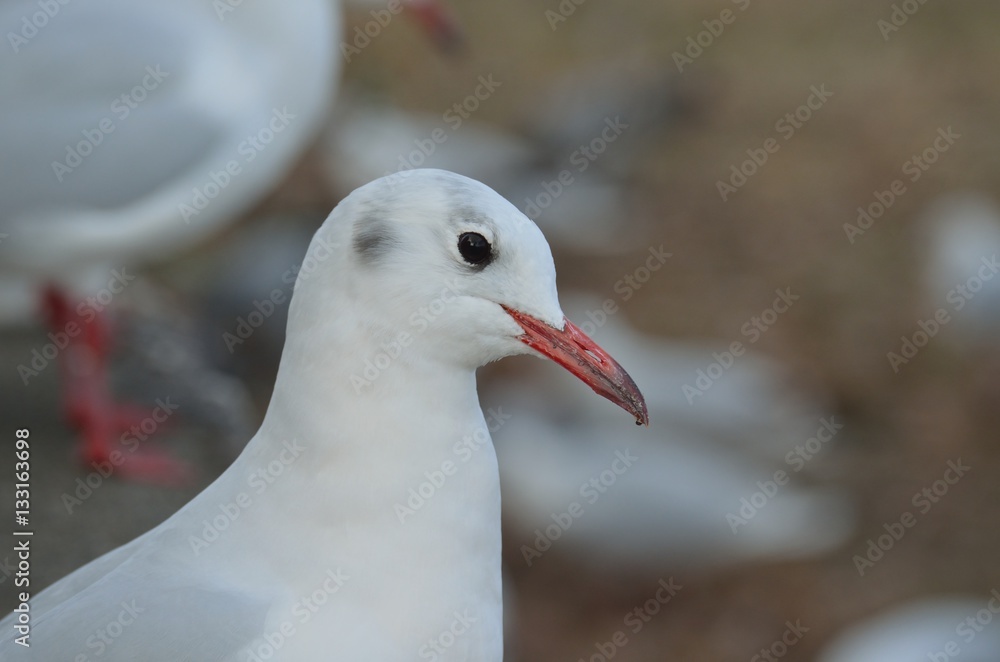 ユリカモメ ユリカモメ
