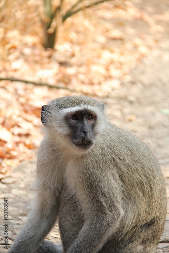 Vervet Monkey © Rebecca