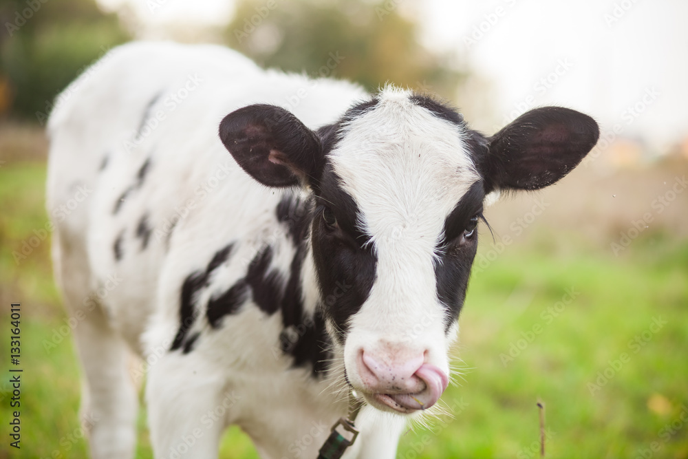 the cow is grazed on a meadow, selective focus the cow is grazed on a meadow, selective focus