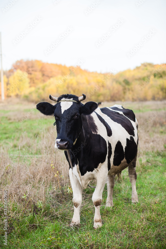 the cow is grazed on a meadow, selective focus