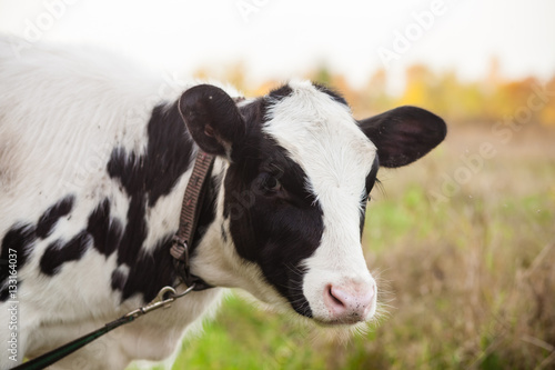 the cow is grazed on a meadow  selective focus
