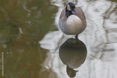 Canada goose still water reflection © Debra