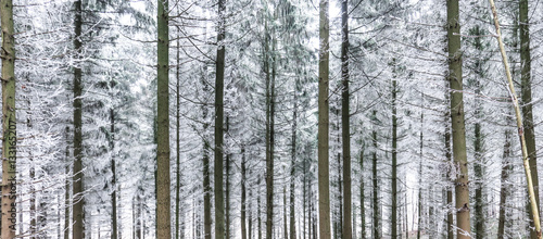 Kahle Waldlandschaft im Winter