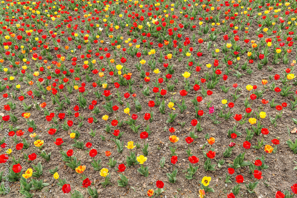 background of red and yellow tulips