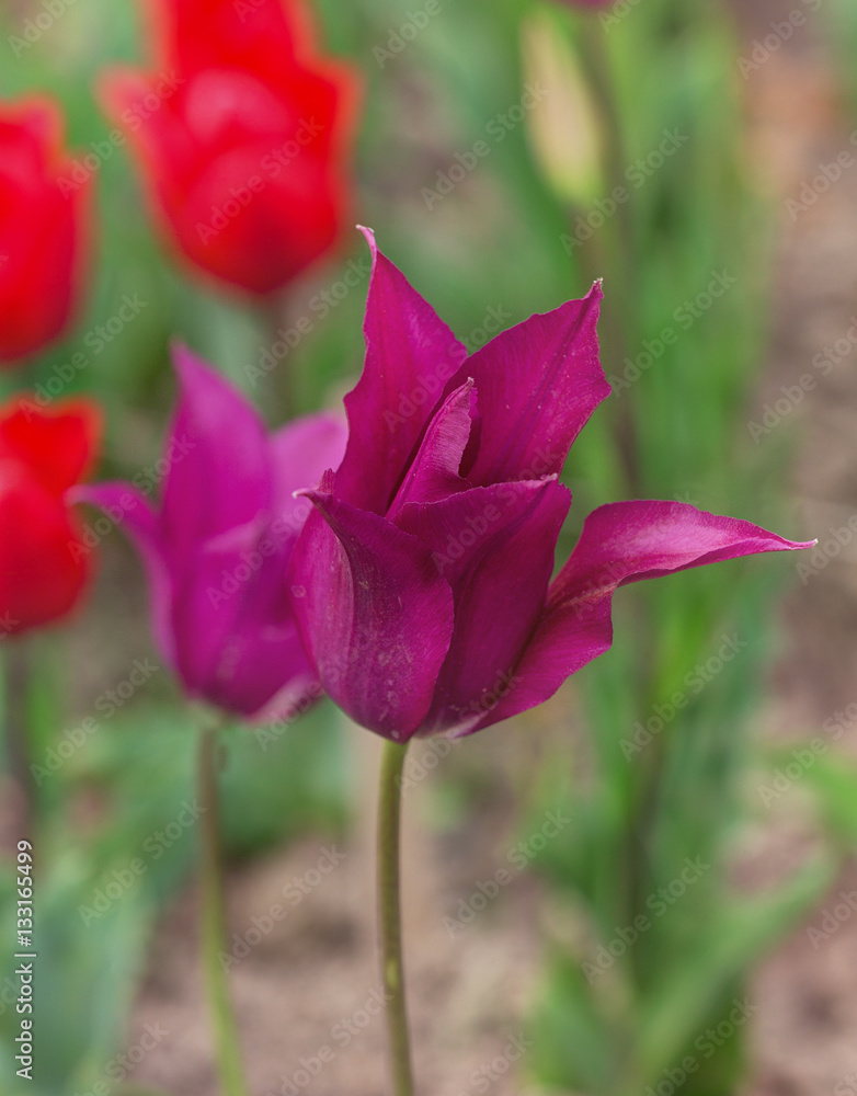 purple tulips closeup