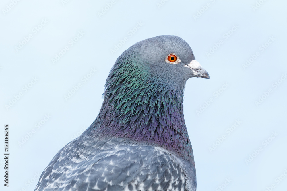 Rock Pigeon