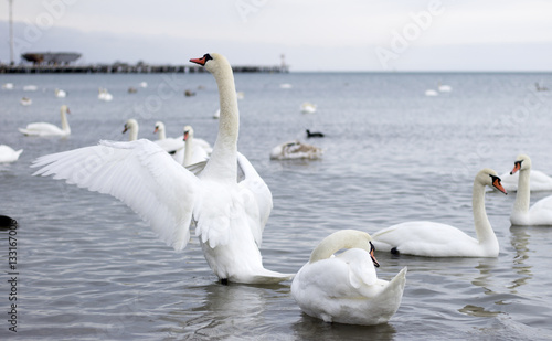 Mute Swan  Swan  Goose.